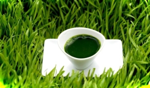    Chlorophyll Forte GP  